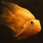 Top Highest RTP Fishing Slot Games with Free Spins 2026