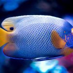 Best Fishing Game Free Credits No Deposit Bonus Codes 2026