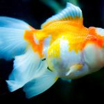 Fishing War Dragon Boss: Get High Multipliers in 2026