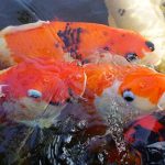 How to Win Fishing Games: 2026 Pro Guide