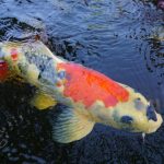 Ultimate Fishing Game Free Credits Guide