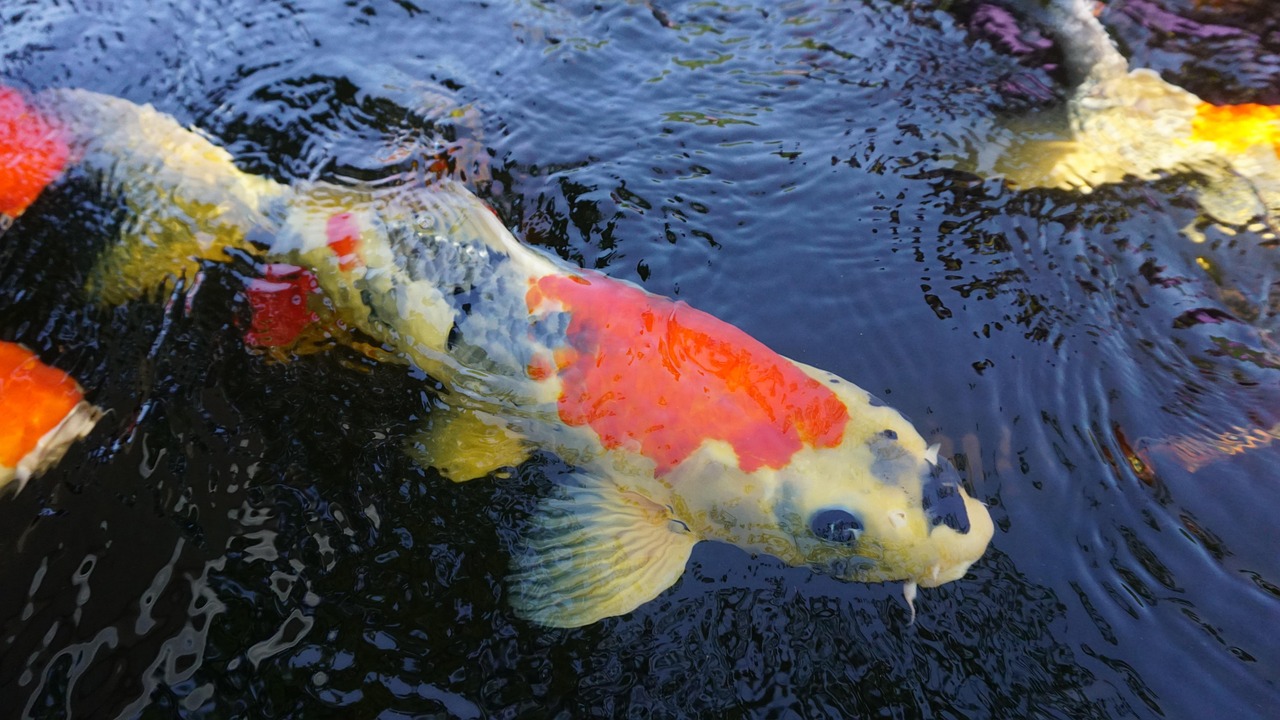 Ultimate Fishing Game Free Credits Guide